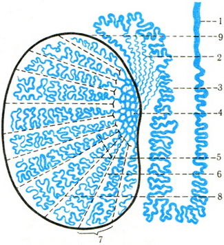 схема взаємини канальців і вивідних проток яєчка і його придатка
