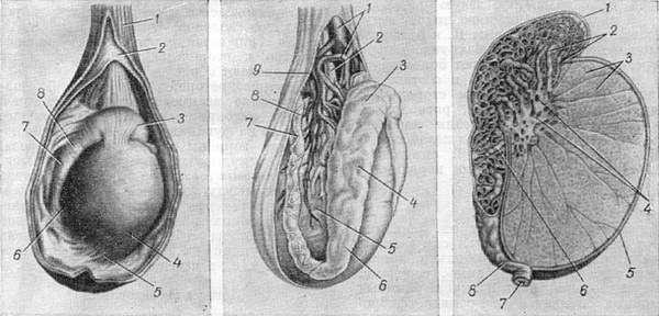 анатомія яєчка
