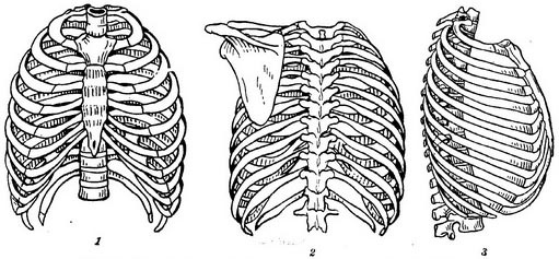 Грудна клітка