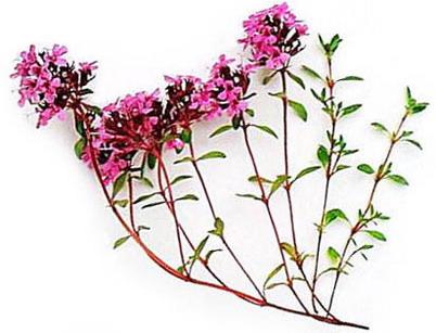 чебрець повзучий