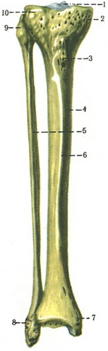 великогомілкова та малогомілкова кістки