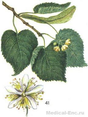 липа серцеподібна