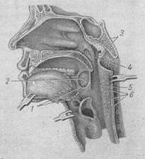 глотковий лімфаденоїдного кільця