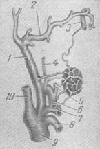 схема кровопостачання піднебінної мигдалини