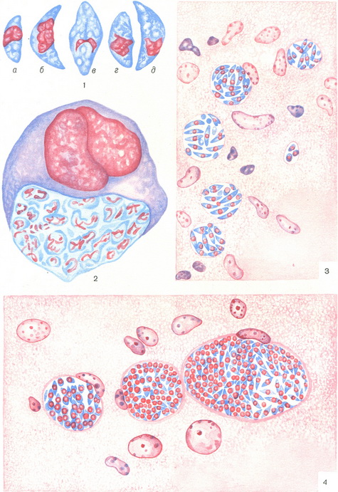 токсоплазми