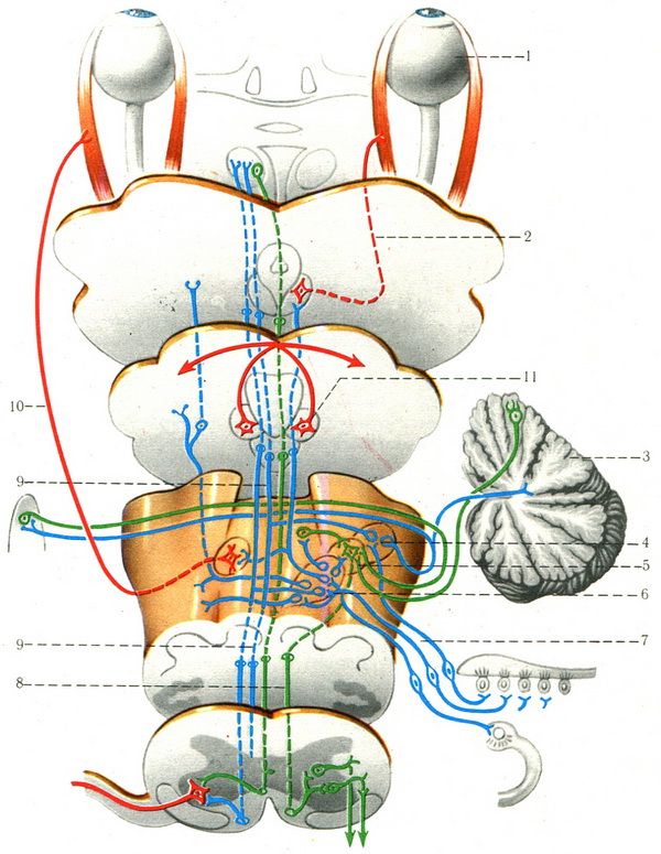 схема провідних шляхів статокінетичного аналізатора