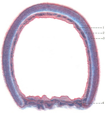поперечний зріз трахеї