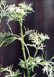 ажгон айован запашний