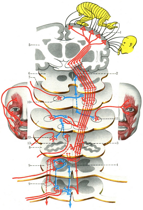схема пірамідного шляху