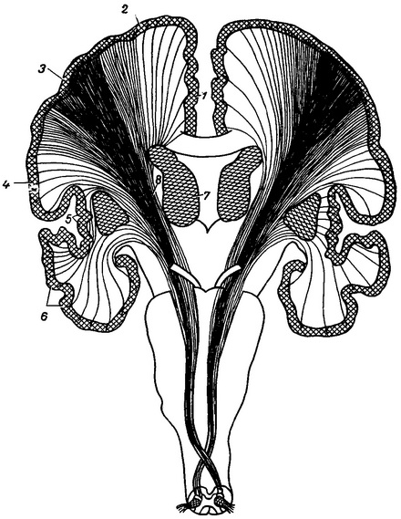 схема пірамідного тракту
