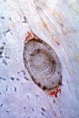 личинки трихінел