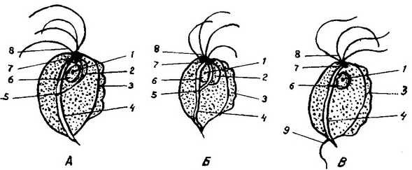 трихомонади