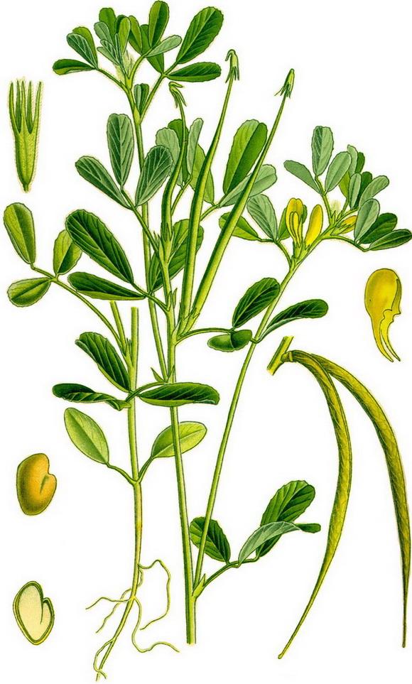 пажитник сінний