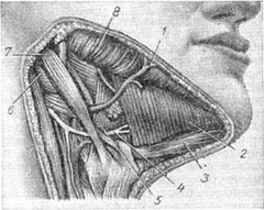 трикутник Пирогова
