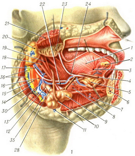 подчелюстная область