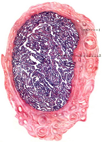 поперечний розріз ампулярній частині маткової труби