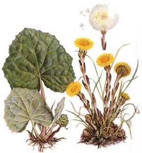 мати-й-мачуха