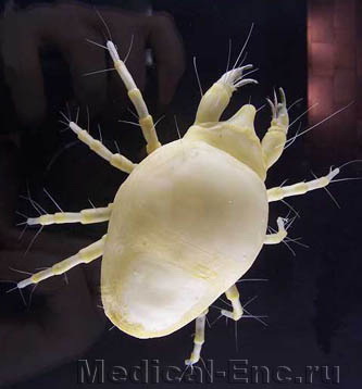 борошняний кліщ