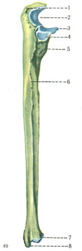 ліктьова кістка ulna