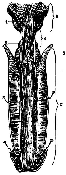 сечовипускальний канал