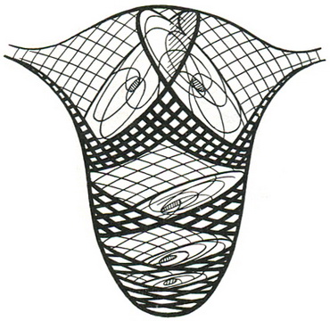 схема взаєморозташування в матці м'язових волокон