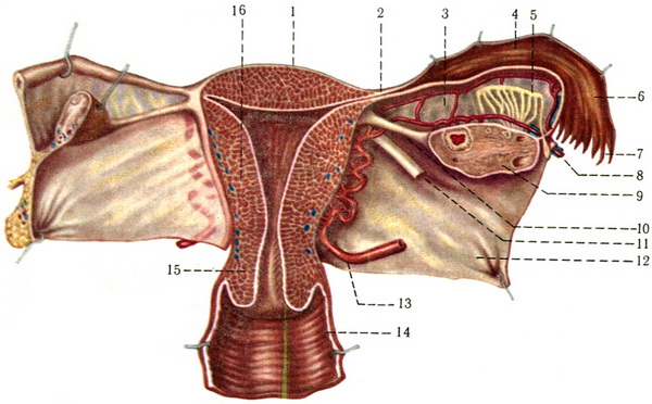 матка (маткова труба), яєчник і частина піхви