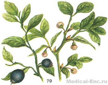 чорниця звичайна