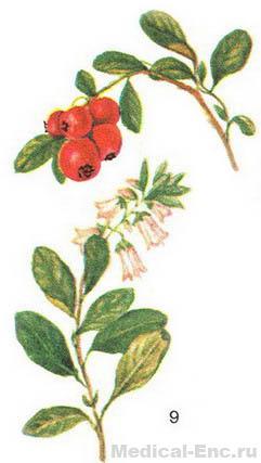 брусниця звичайна