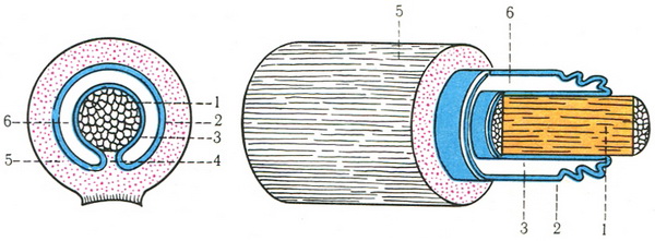 схема будови синовіальноїпіхви
