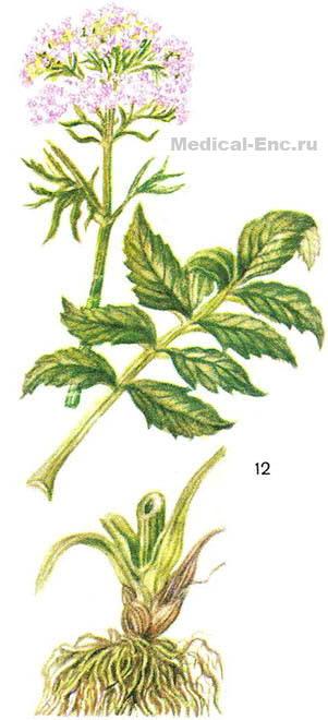 валеріана лікарська