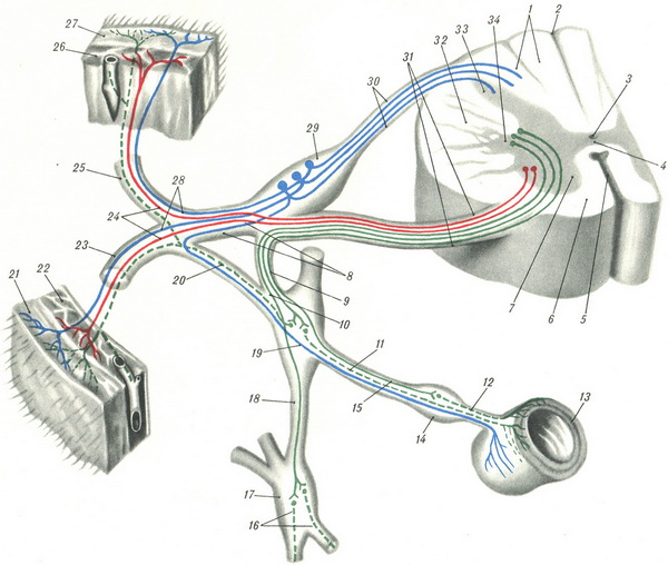 зв'язок симпатичних волокон зі спинним мозком схема