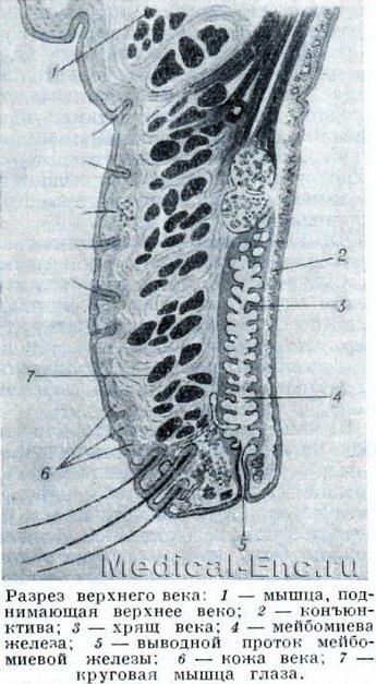 розріз верхнього століття