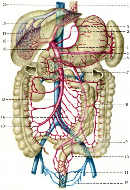 схема ворітної вени