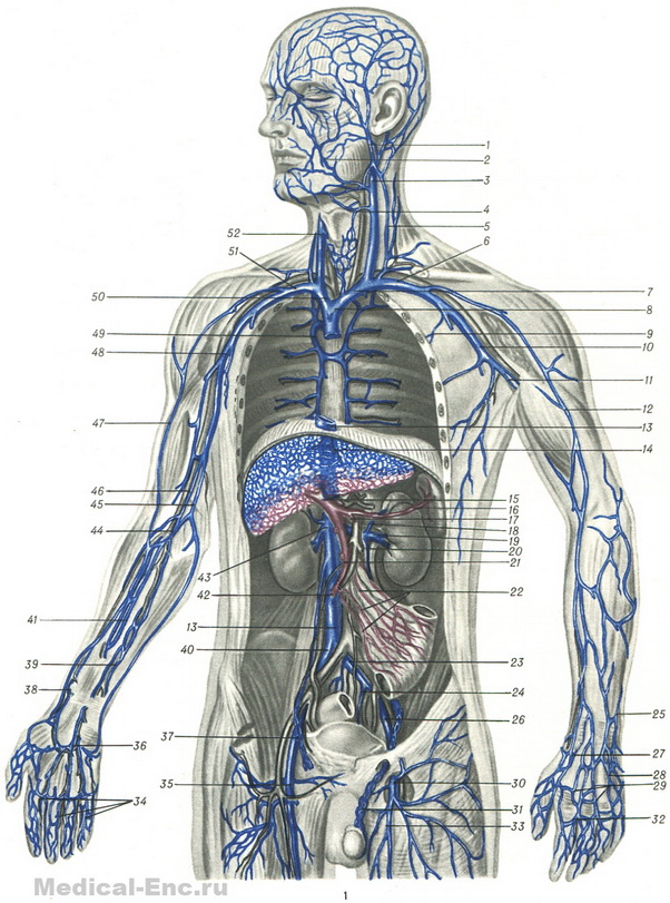 венозна система людини схема