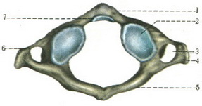 перший шийний хребець