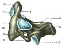 осьовий шийний хребець