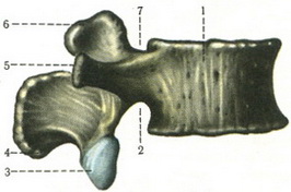 поперековий хребець