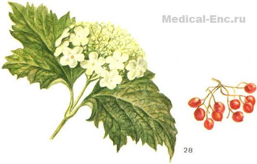 калина звичайна