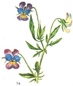 фіалка триколірна