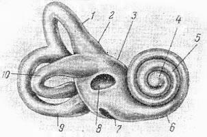 внутрішнє вухо