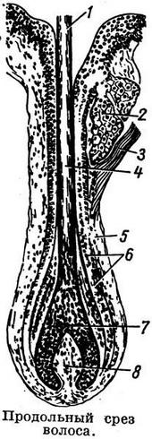 волосся у розрізі