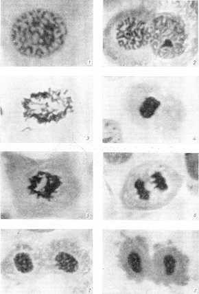 стадії мітозу в клітинах