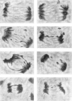 пошкодження хромосом