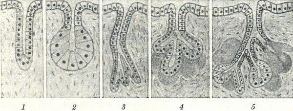 Будова багатоклітинних екзокринних залоз