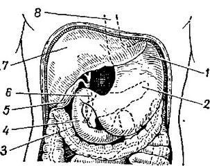 топографія шлунка