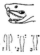 отруйний апарат змії